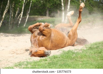 Nice Chestnut horse rolling in the sand in hot summer