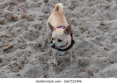 Nice Chihuahua Barking Standing On The Beach