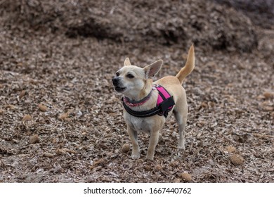 Nice Chihuahua Barking Standing On The Beach