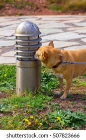 Nice Chihuahua Dog Sniffs A Lamppost In A Park