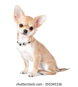 Chiwawa High Res Stock Images Shutterstock Chiwawa High Res Stock Images Shutterstock
