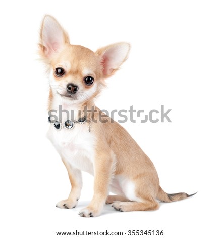nice chihuahua puppy with jewelry  necklace isolated on white background 