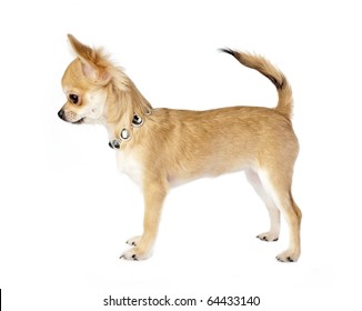 Chihuahua Perfil Imagenes Fotos De Stock Y Vectores Shutterstock