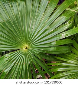 Nice Circular Palm Leaf Stock Photo 1317339500 | Shutterstock