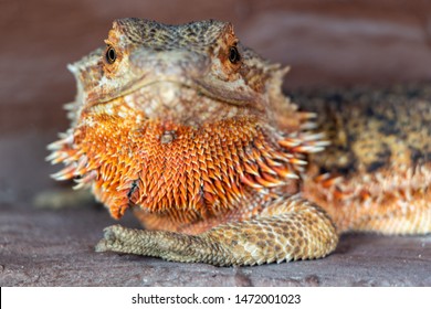 A nice close up of an orange bearded dragon. The bearded dragon is an omnivore and hunts prey but also eats flowers and other plant parts. This friendly animal posed patiently.