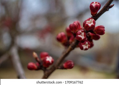 nice closeup of spring flowers