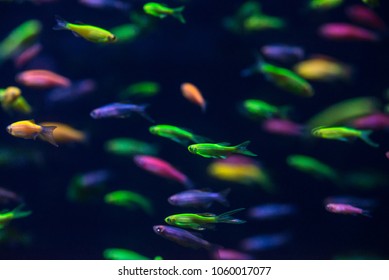 Nice Color Glofish In Freshwater Tank