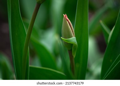 Nice Color Tulip Flowers After The Spring Rain Nature Flora Macro Photo With Empty Space For Text