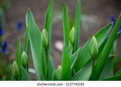 Nice Color Tulip Flowers After The Spring Rain Nature Flora Macro Photo With Empty Space For Text