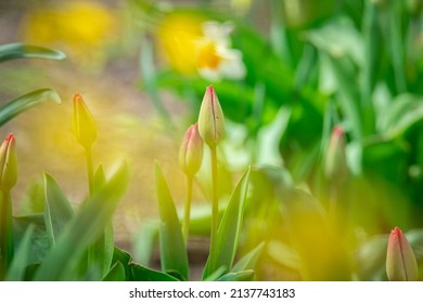 Nice Color Tulip Flowers After The Spring Rain Nature Flora Macro Photo With Empty Space For Text