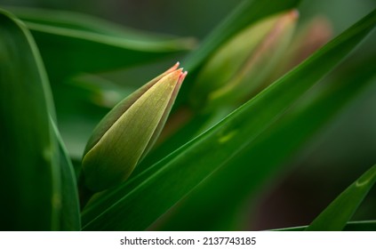 Nice Color Tulip Flowers After The Spring Rain Nature Flora Macro Photo With Empty Space For Text