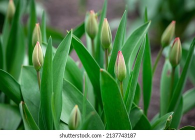 Nice Color Tulip Flowers After The Spring Rain Nature Flora Macro Photo With Empty Space For Text