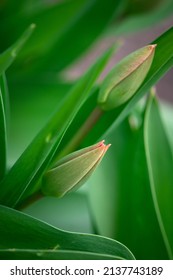 Nice Color Tulip Flowers After The Spring Rain Nature Flora Macro Photo With Empty Space For Text