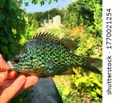 Nice colourful fish with green and yellow colours with green garden background