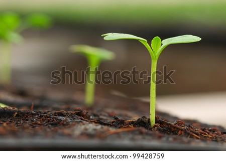 nice concept image of small plant sprout