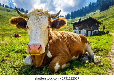 Nice Cow At The European Alps