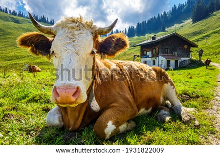 nice cow at the european alps