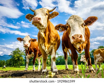 nice cow at a farm - bavaria - Powered by Shutterstock