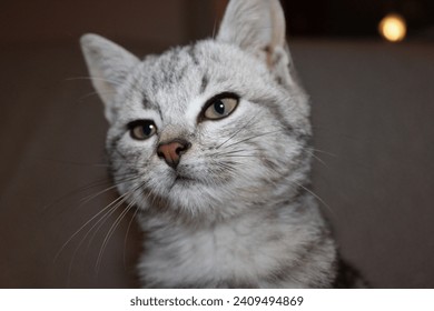 Nice cute cat, close up