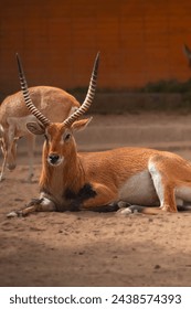 a nice deer sunbathing and resting