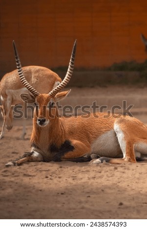 a nice deer sunbathing and resting