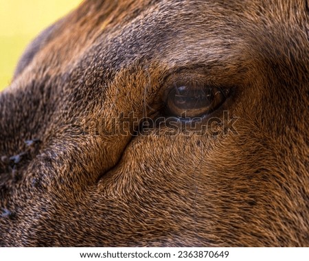 Nice Deers eye close up