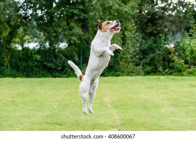 Nice Dog Jumping Up Playing At Back Yard Lawn