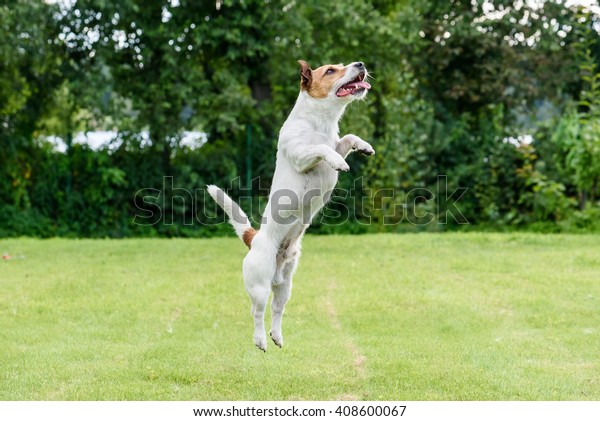 Hund, der auf HinterhofRasenRasenplatz springt Stockfoto