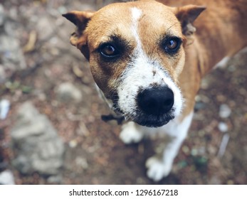 Nice dog looking at the camera