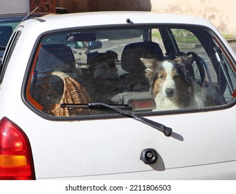 Nice Dog Looking Out Of A Car Rear Window