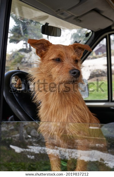 nice dog looking out of the window of a\
motorhome or car looking at the landscape around that is reflected\
in the window and sides in the Italian\
dolomites