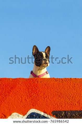 Image, Stock Photo nice dog on the beach,france