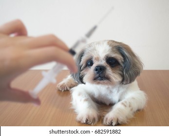 Nice Dog Preparing For Vaccine Injection On Wood Table At Veterinary Clinic. Vaccination, World Rabies Day And Pet Health Care Concept. Selective Focus.