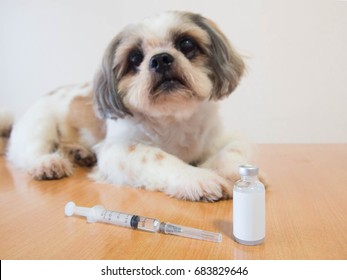 Nice Dog Preparing For Vaccine Injection With Medical Vial And Syringe On Wood Table At Veterinary Clinic. Vaccination, World Rabies Day And Pet Health Care Concept. Selective Focus.