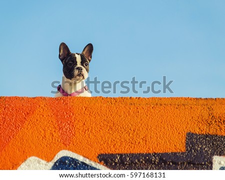 Similar – Image, Stock Photo nice dog on the beach,france