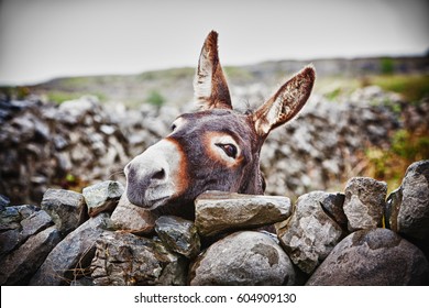 A Nice Donkey Under The Rain . Aran Islands, Ireland. 