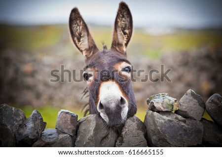 A nice donkey under the rain . Aran Islands, Ireland. 