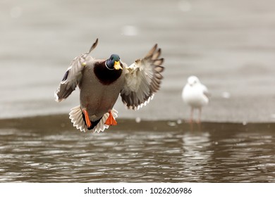 Nice Drake Landing In The Winter Day