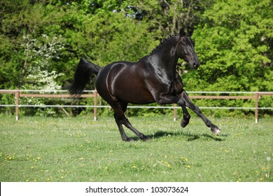 Nice Dutch Warmblood