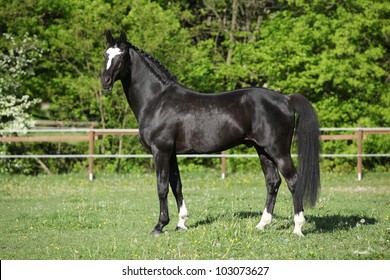 Nice Dutch Warmblood Stallion