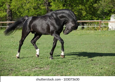 Nice Dutch Warmblood Stallion