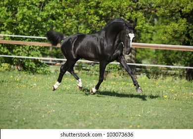 Nice Dutch Warmblood Stallion