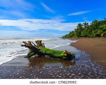 A nice and empty beach in Tortuguero National Park, Limón, Costa Rica. Blue sky, dark sand and coconut trees, a dream holiday place to relax, wildlife and rest.