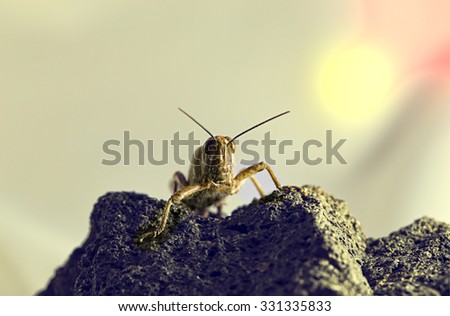 Similar – Bug on a windowsill Animal