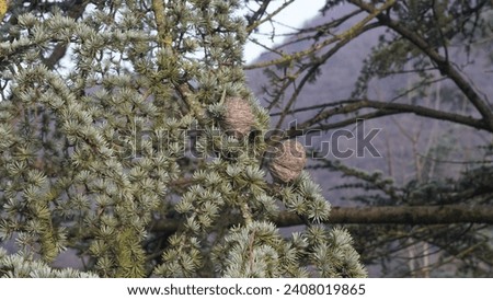 The nice Female cones of Atlas cedar (Cedrus atlantica) at the park. Winter shot