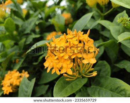 Nice fflower in the park