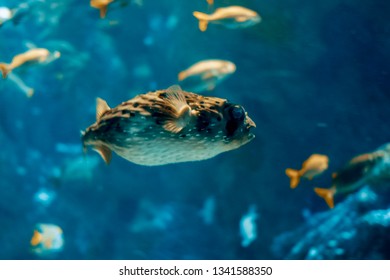 Nice Fish In The New England Aquarium.