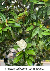 Nice Flower At The Arlington Cemetary