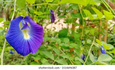A nice flower with leaf