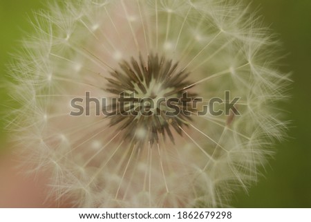 Similar – dandelion Life Harmonious